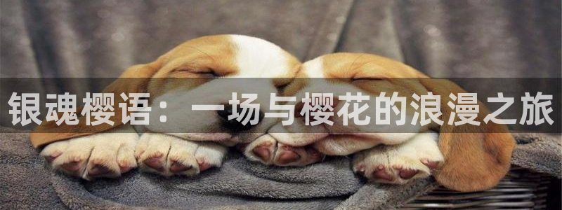 omofunapp官网下载：银魂樱语：一场与樱花的浪漫之旅